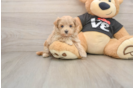 Adorable Maltidoodle Poodle Mix Puppy