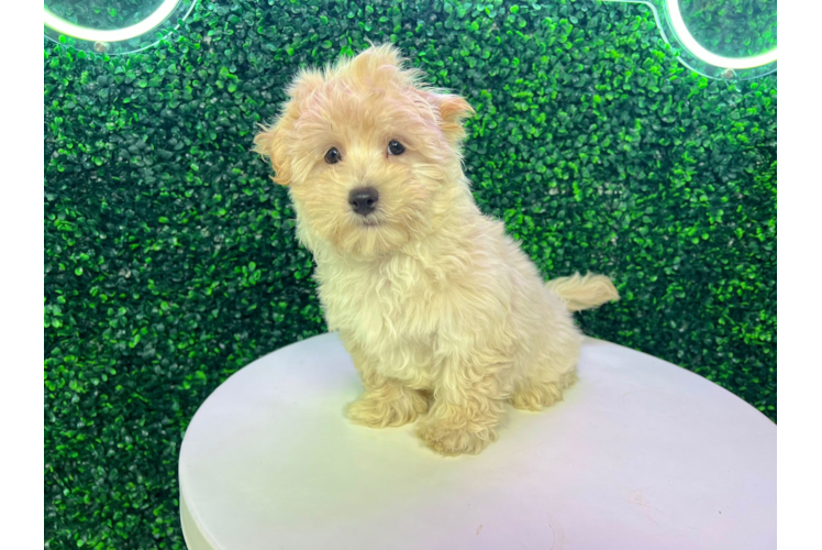 Cute Malt a Poo Poodle Mix Puppy