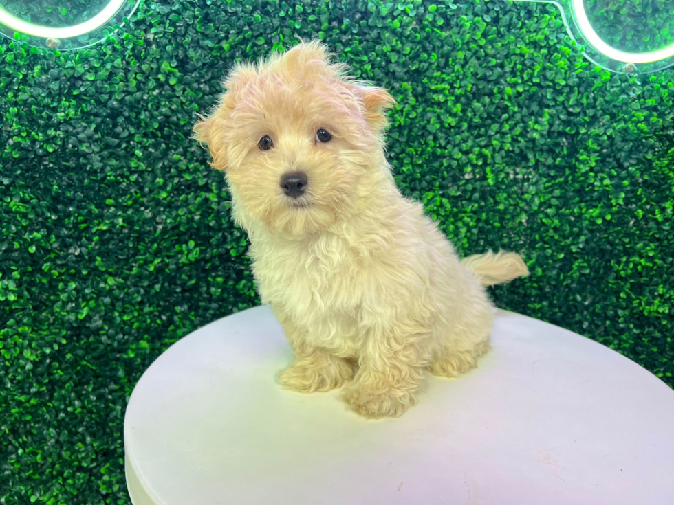 Cute Malt a Poo Poodle Mix Puppy