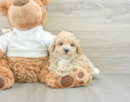 8 week old Maltipoo Puppy For Sale - Puppy Love PR