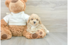 Cute Maltipoo Baby