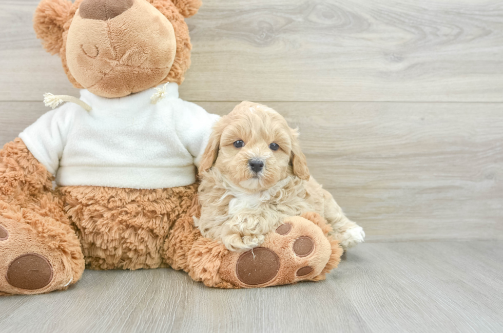 7 week old Maltipoo Puppy For Sale - Puppy Love PR