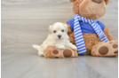 Best Maltipoo Baby