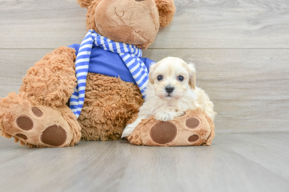 6 week old Maltipoo Puppy For Sale - Puppy Love PR