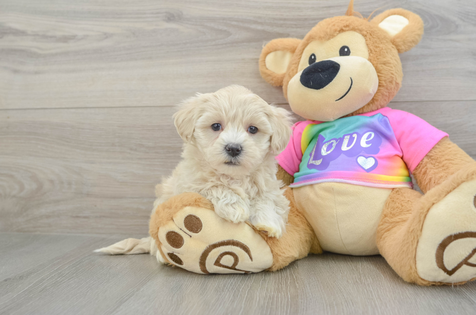 7 week old Maltipoo Puppy For Sale - Puppy Love PR