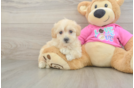 Maltipoo Puppy for Adoption