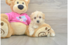 Petite Maltipoo Poodle Mix Pup