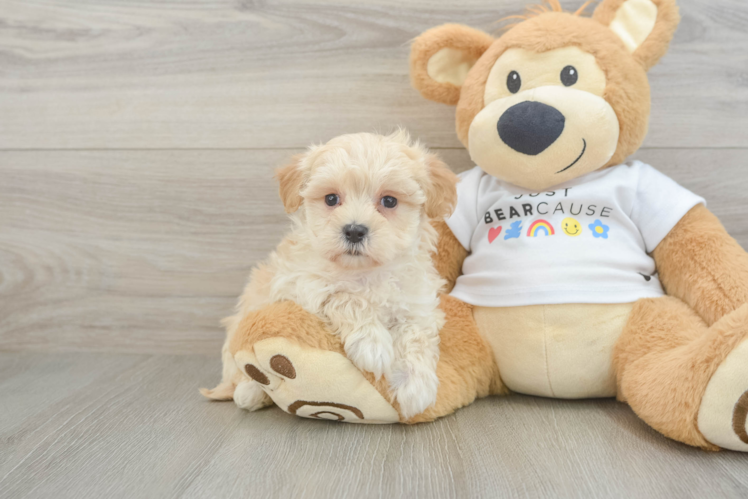 Best Maltipoo Baby