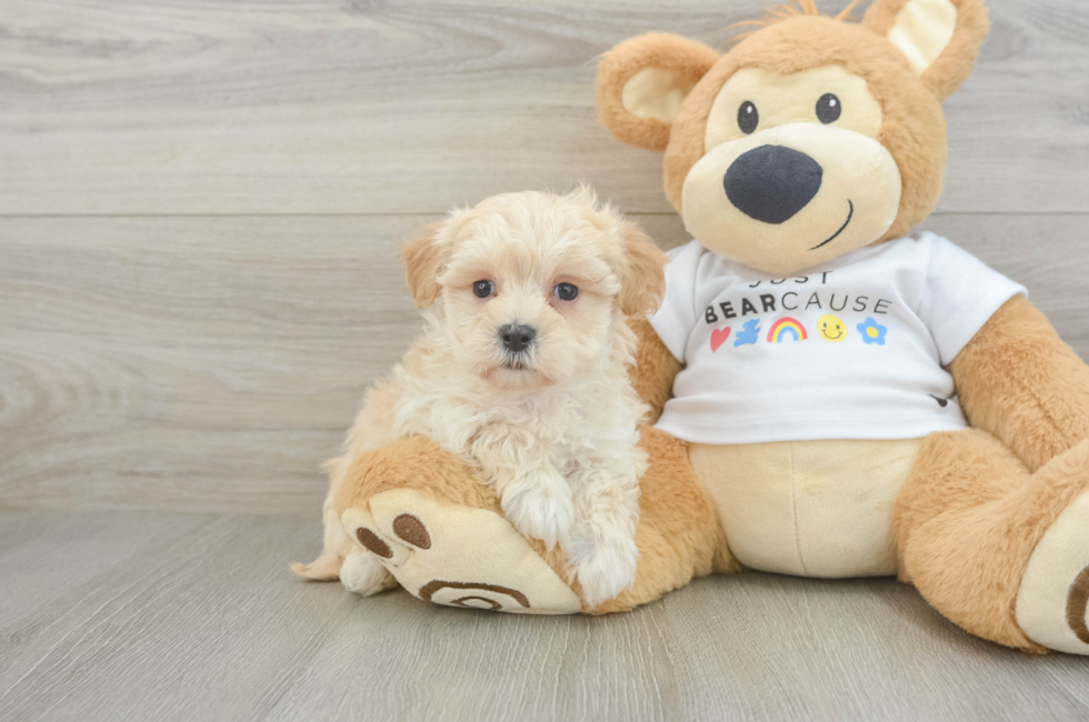 6 week old Maltipoo Puppy For Sale - Puppy Love PR
