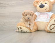 6 week old Maltipoo Puppy For Sale - Puppy Love PR