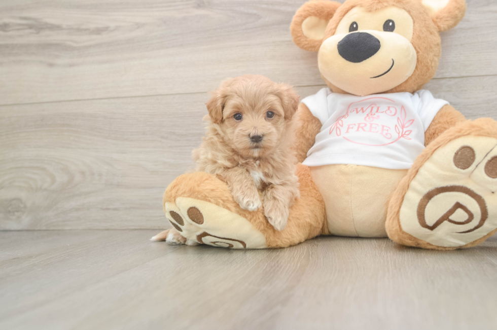 5 week old Maltipoo Puppy For Sale - Puppy Love PR