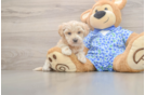 Best Maltipoo Baby