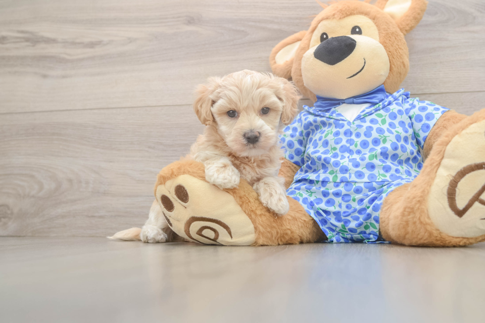 Best Maltipoo Baby