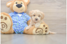 Maltipoo Pup Being Cute
