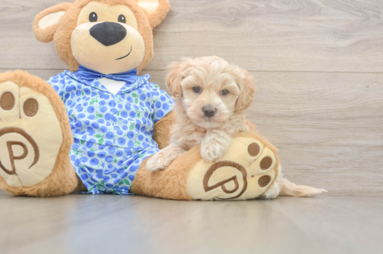 Maltipoo Pup Being Cute