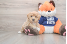 Energetic Moodle Poodle Mix Puppy