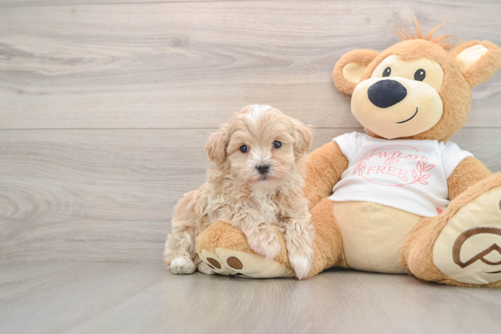 Happy Maltipoo Baby
