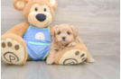 Maltipoo Puppy for Adoption