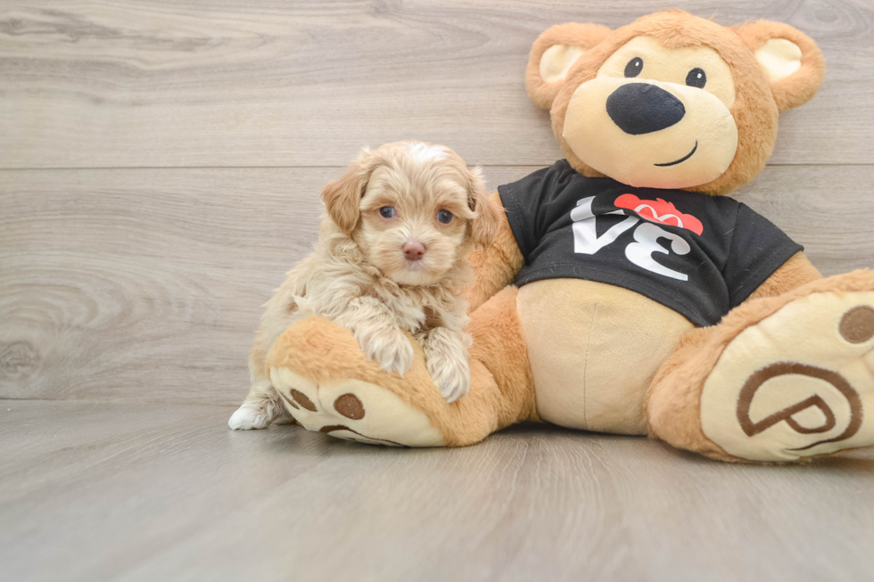 Petite Maltipoo Poodle Mix Pup