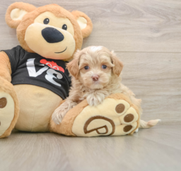 8 week old Maltipoo Puppy For Sale - Puppy Love PR