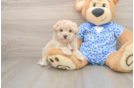 Maltipoo Pup Being Cute