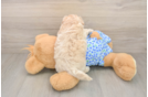 Popular Maltipoo Poodle Mix Pup