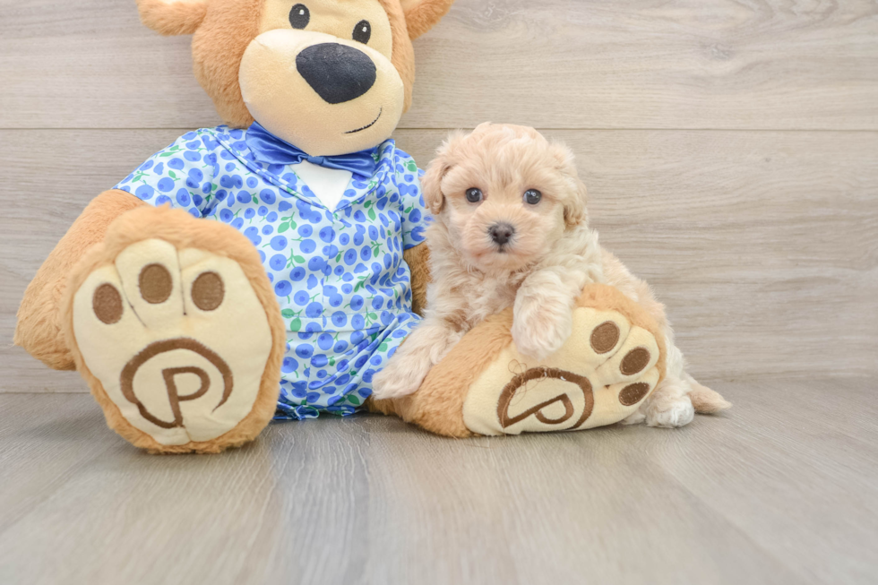 Playful Multipoo Poodle Mix Puppy