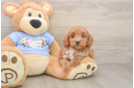 Happy Maltipoo Baby