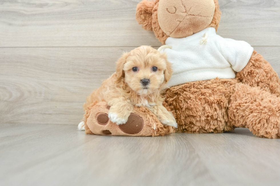 8 week old Maltipoo Puppy For Sale - Puppy Love PR