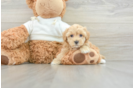 Maltipoo Puppy for Adoption