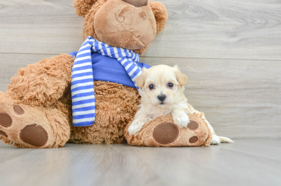 6 week old Maltipoo Puppy For Sale - Puppy Love PR