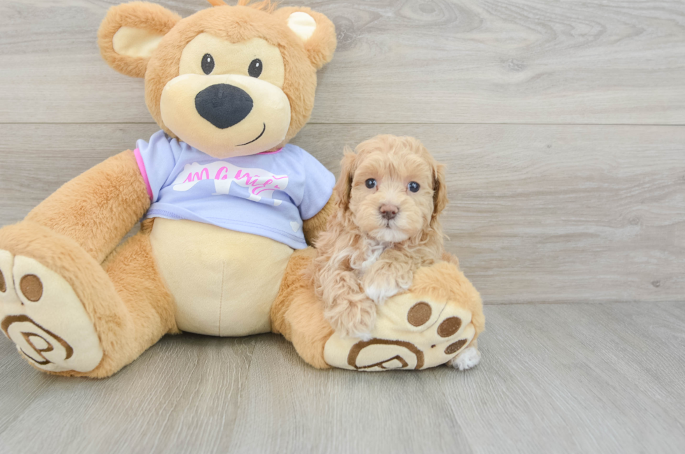 8 week old Maltipoo Puppy For Sale - Puppy Love PR