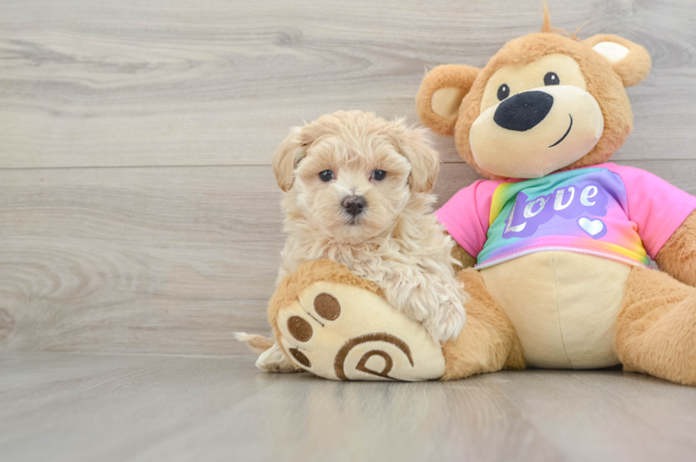 7 week old Maltipoo Puppy For Sale - Puppy Love PR