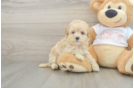 Maltipoo Puppy for Adoption