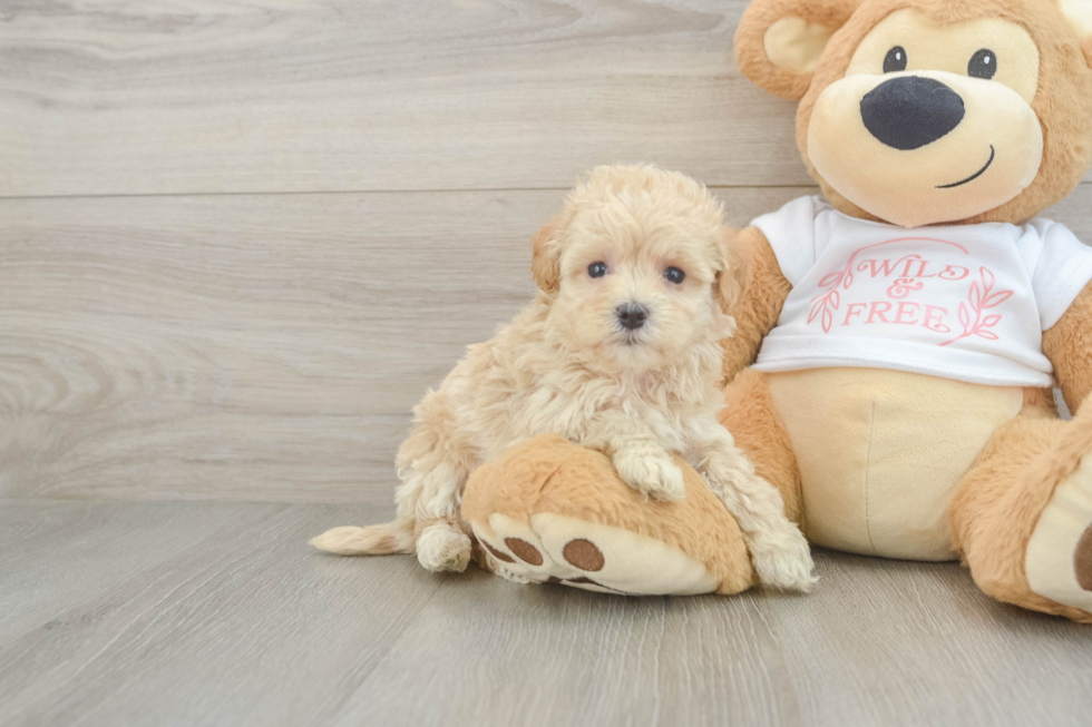 Maltipoo Puppy for Adoption