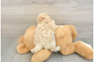 Funny Maltipoo Poodle Mix Pup