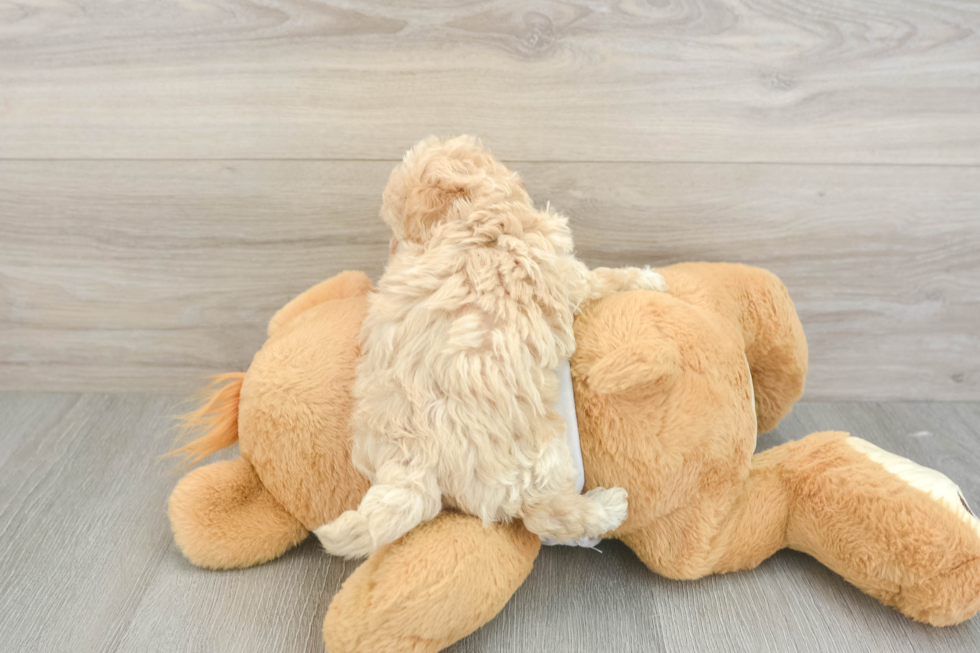 Funny Maltipoo Poodle Mix Pup