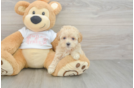 Maltipoo Puppy for Adoption