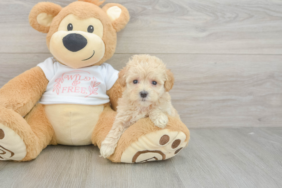 Maltipoo Puppy for Adoption