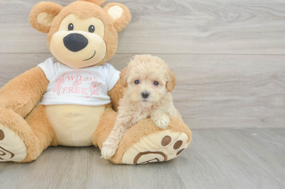 5 week old Maltipoo Puppy For Sale - Puppy Love PR