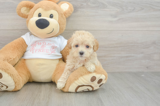 Maltipoo Puppy for Adoption