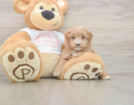 6 week old Maltipoo Puppy For Sale - Puppy Love PR