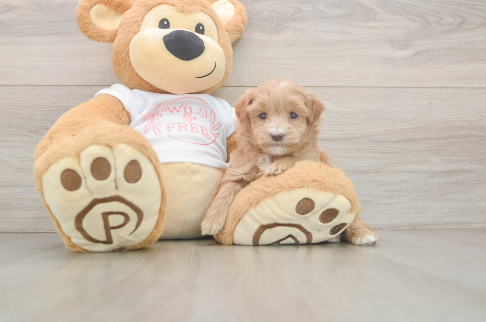 5 week old Maltipoo Puppy For Sale - Puppy Love PR