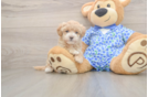 Maltipoo Puppy for Adoption