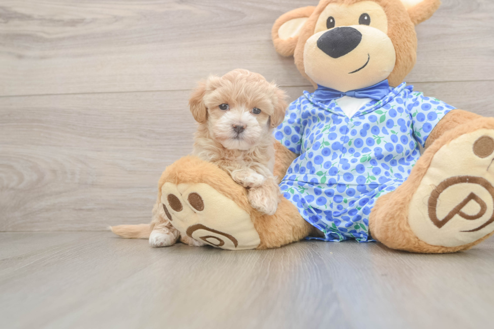 Maltipoo Puppy for Adoption