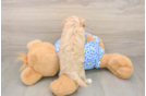 Best Maltipoo Baby