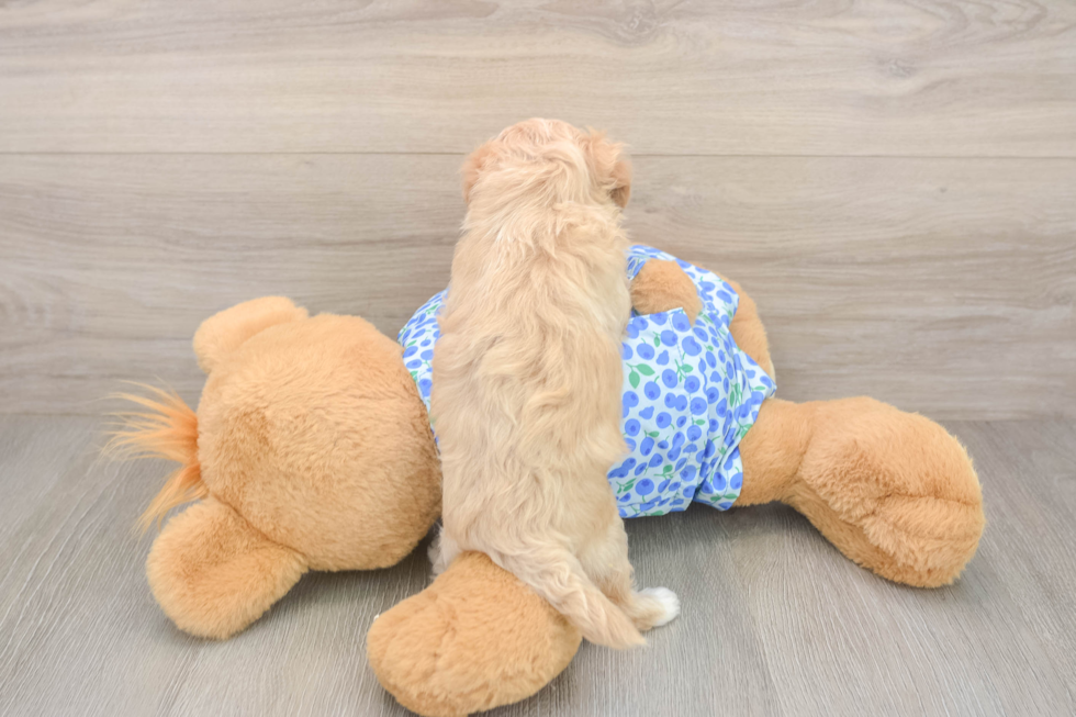 Best Maltipoo Baby