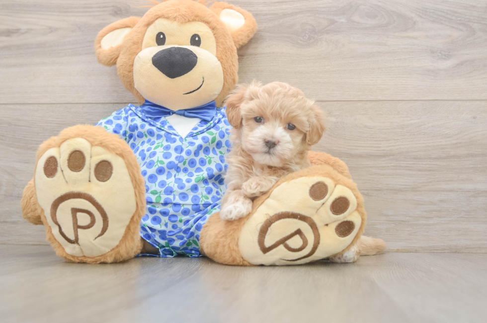5 week old Maltipoo Puppy For Sale - Puppy Love PR