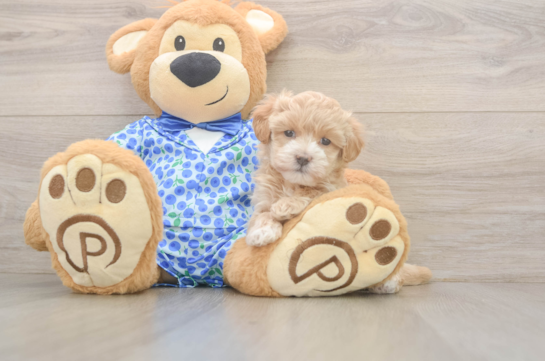 Funny Maltipoo Poodle Mix Pup