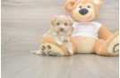 Popular Maltipoo Poodle Mix Pup